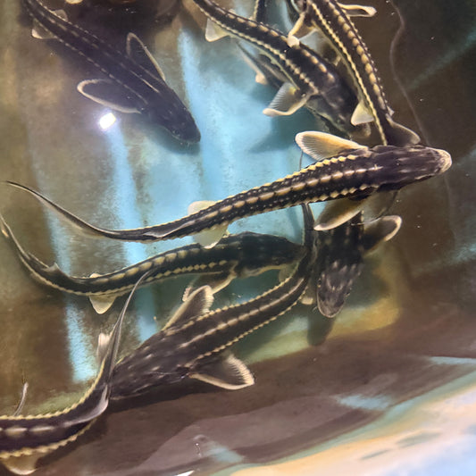 12-18” Diamond Sturgeon