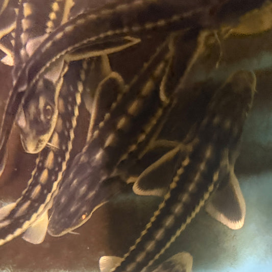 12-18” Diamond Sturgeon Misfits