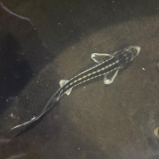 6-10” Diamond Sturgeon Misfits