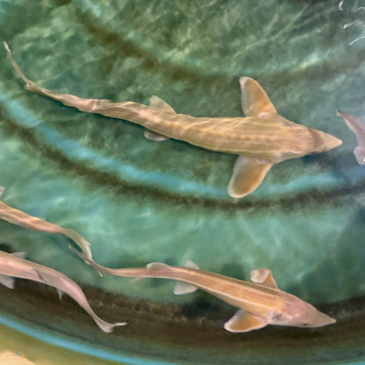 6-10” Albino Sterlet Misfits