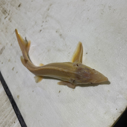 12-18” Albino Sterlet Misfits