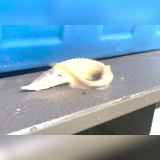 6-10” Albino Sterlet