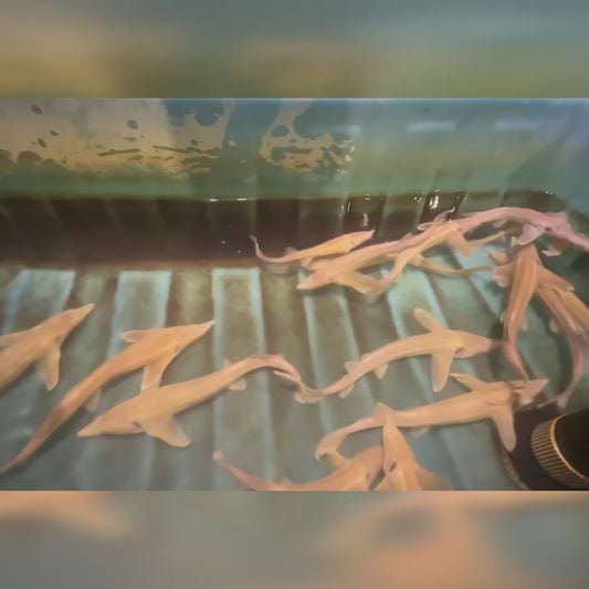 12-18” Albino Sterlet