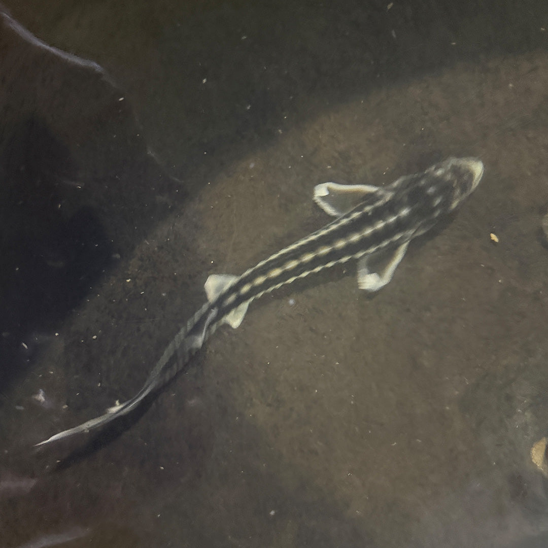 6-10” Diamond Sturgeon Misfits