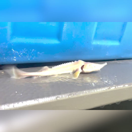 3-4” Albino Sterlet